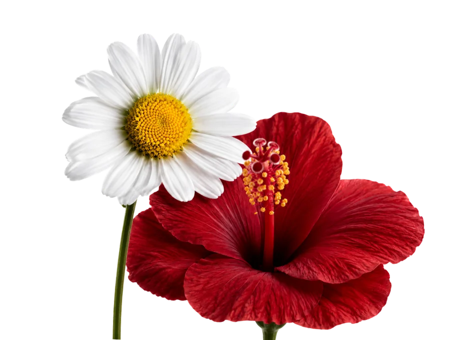 CHAMOMILE &amp; HIBISCUS