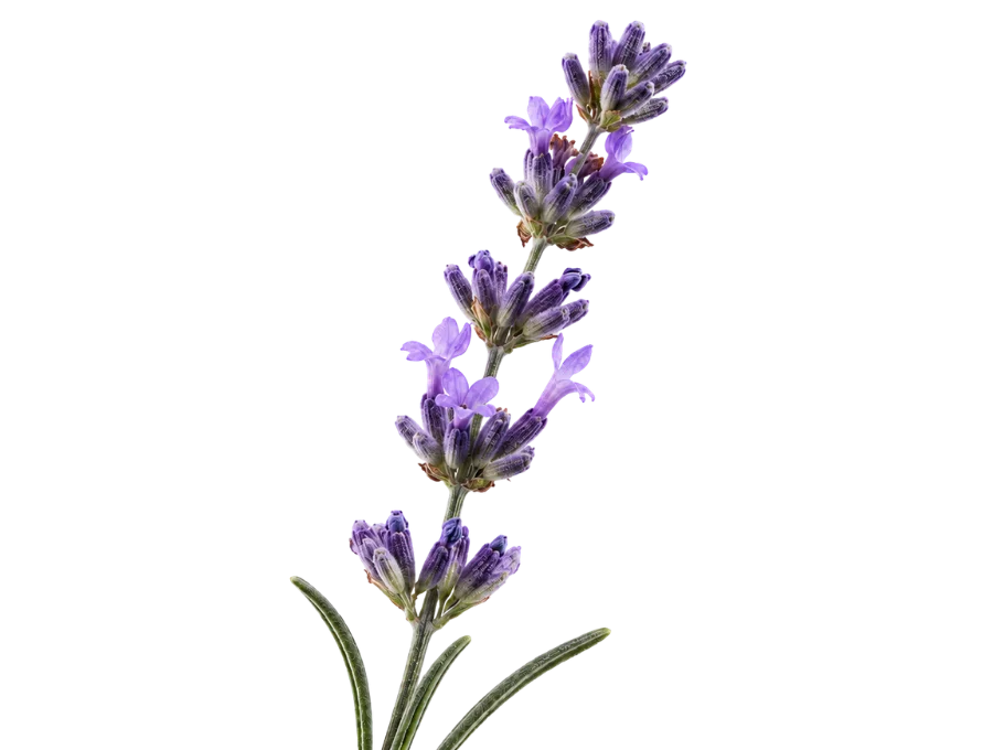 LAVENDER EXTRACT