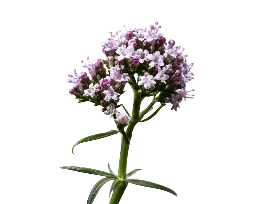 VALERIAN ROOT